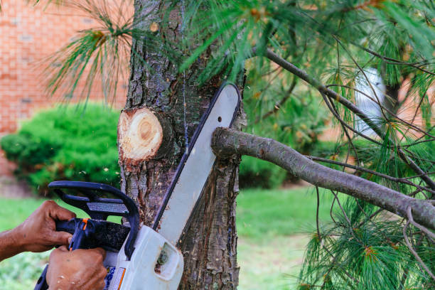 Best Tree Removal Service  in USA